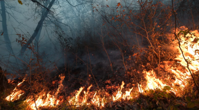 В Оренбургской области ввели пожароопасный период на территории лесного фонда