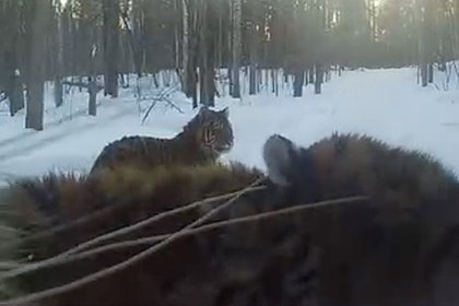 В Хабаровском крае три любопытных тигра попали на видео фотоловушки