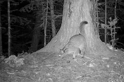 Ночная прогулка лесного кота попала на видео в Приморье