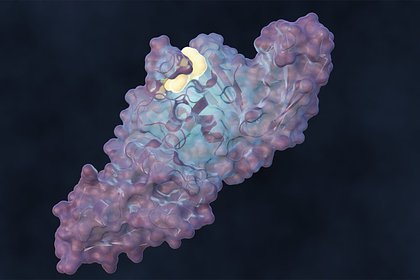 Разработана подавляющая размножение коронавируса молекула