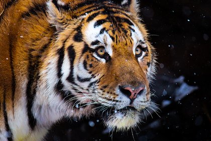 Появились подробности о напавшем на россиянина тигре