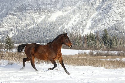 Россиянин проехал 800 километров на лошади в мороз и поделился впечатлениями