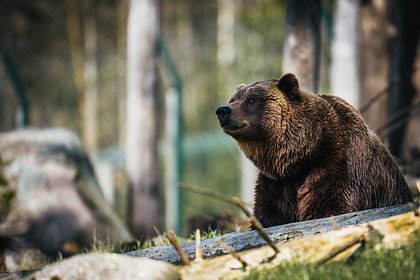 На Камчатке начали просыпаться медведи