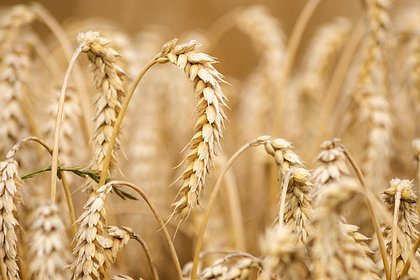МИД России призвал искать альтернативы зерновой сделке