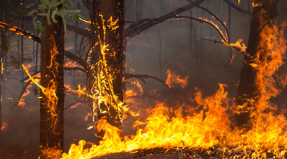 Высокая пожароопасность лесов в Удмуртии сохранится до 25 сентября
