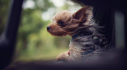 Кинолог Уражевский посоветовал приучать собаку к поездкам на автомобиле с детства