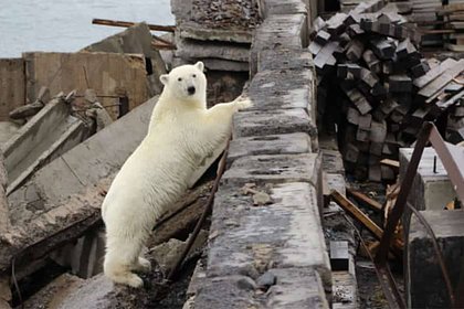 Белый медведь попытался достать забравшихся на трубу россиян и попал на видео