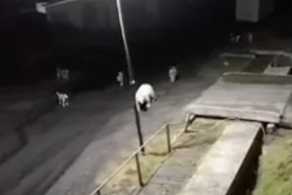 Невозмутимый белый медведь прогулялся по российскому городу и попал на видео