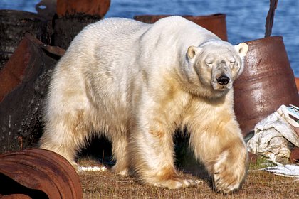 Умер спасенный в Красноярском крае белый медведь Диксон