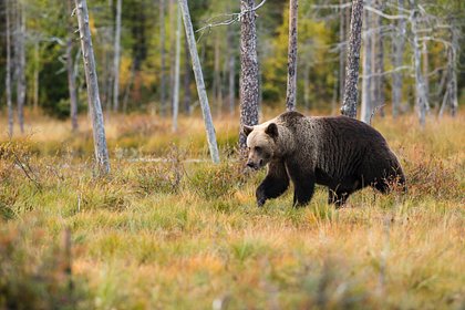 Ленивые охотники приманили множество медведей в российскую деревню