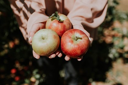 Дачникам назвали способ собрать огромный урожай яблок