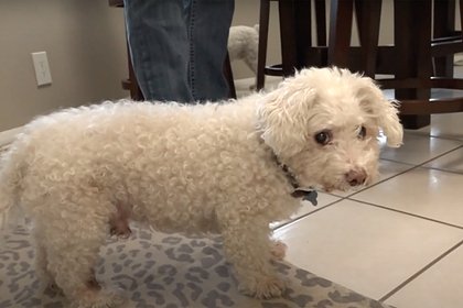 Собака вернулась к хозяевам через 12 лет после исчезновения
