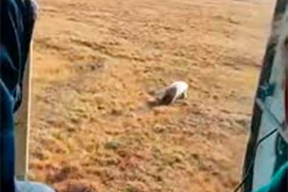 Погоня на вертолете за перепугавшим россиян белым медведем попала на видео