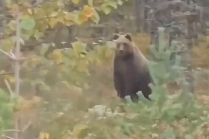Встреча туристов с двумя медведями в России попала на видео