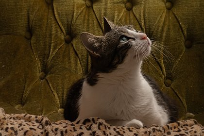 Владельцам кошек дали советы по покупке мебели