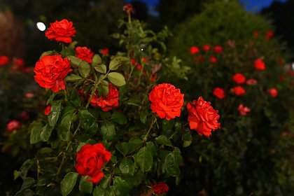 В Белгороде высадили более 3,5 тысячи роз