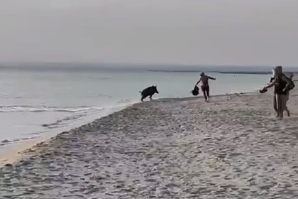 Дикий кабан устроил забег по пляжу Крыма, напугал отдыхающих и попал на видео