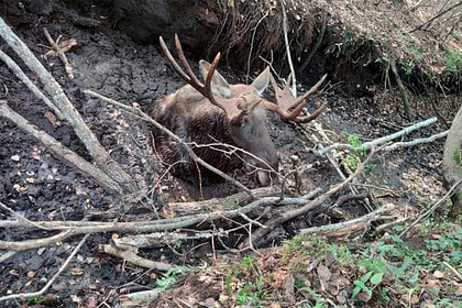 В Псковской области спасли застрявшего в торфяной канаве лося