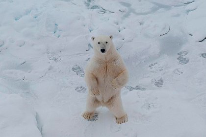 Белый медведь встал на задние лапы перед экипажем российского ледокола