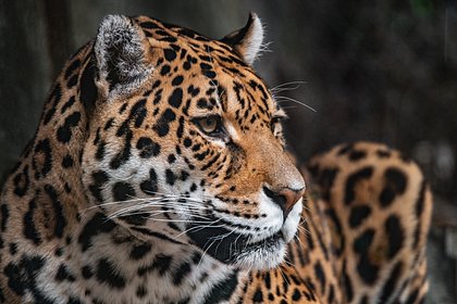Жившие в маленьких клетках леопарды из Хабаровска обрели новый дом