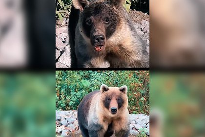 Житель Сахалина показал на видео различия у медведей зимой и летом