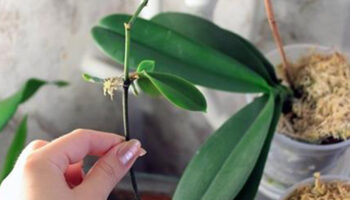 Мои орхидеи — моя гордость! Размножаю их одним секретным способом…