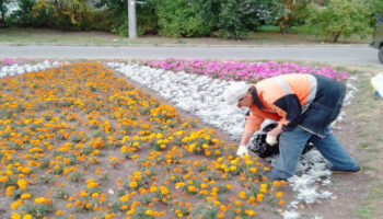 Уход за цветами на улицах Петрозаводска продолжается и осенью